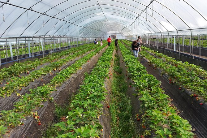 [Perfect Private Tour] Nami island, Petite France and Organic Strawberry Farm - Lunch included, plus discounts to reduce gate-day pain