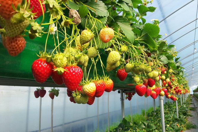 [Perfect Private Tour] Nami island, Petite France and Organic Strawberry Farm - Guides like Mr Kim, Jimmy, Alfonso, Marie, and Benny can make or break the day