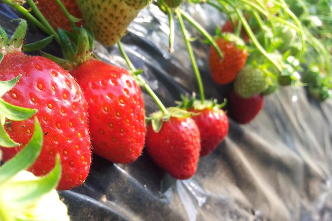 [Perfect Private Tour] Nami island, Petite France and Organic Strawberry Farm - Stop 1: Nami Island for calm walking and winter scenery