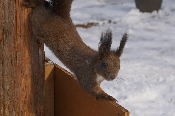Private Tour: Nami Island& (Alpaca World 'or' Morning Calm)&Lunch - Timing and comfort: what an 8 to 10 hour day really means