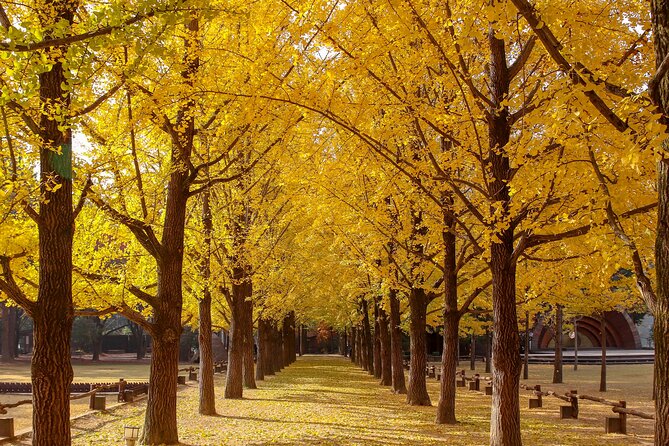 (Private tour) Nami Island + Railbike + Garden of morning calm - Who this tour fits best, and who should rethink it