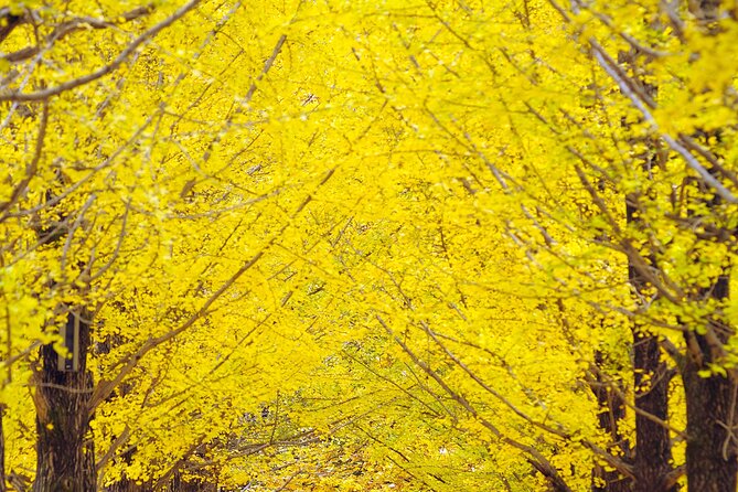Private Tour to Alpaca world &Nami Island& Railbike with Tickets - Private Seoul Pickup, a Courteous Pace for a Full Day