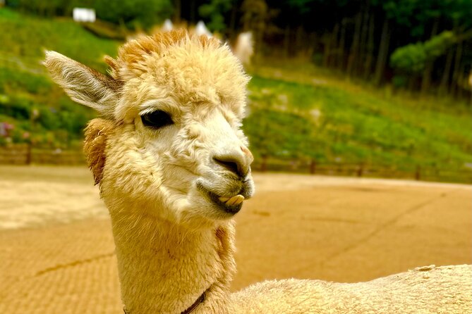 Private Tour to Alpaca world &Nami Island& Railbike with Tickets - Who This Tour Fits Best (and Who Might Not Love It)