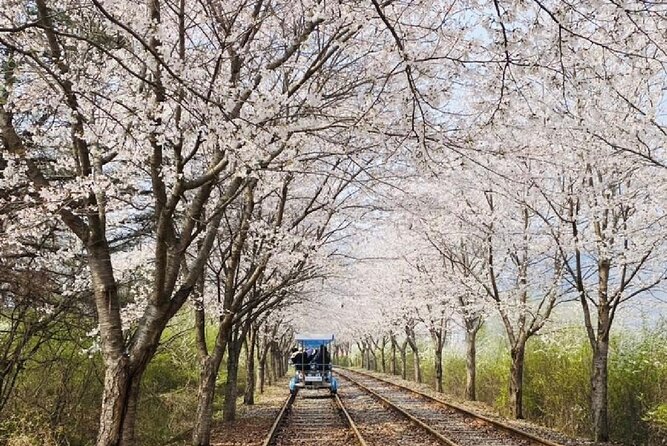Private Tour to Alpaca world &Nami Island& Railbike with Tickets - Practical Tips to Make the 8 to 10 Hours Feel Easy