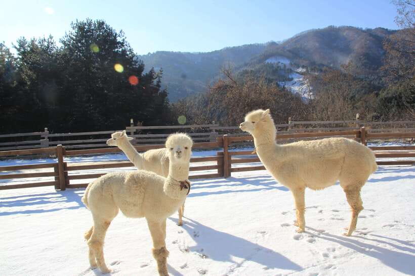 Seoul: Alpaca, Nami, Morning Calm or Eobi (+Rail Bike) - Morning pickup to Myeongdong drop-off: why timing is built in