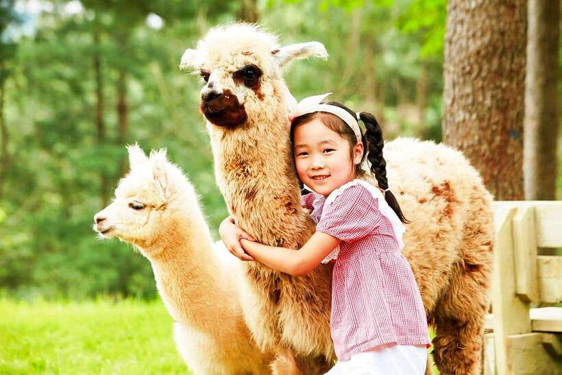 Seoul: Alpaca, Nami, Morning Calm or Eobi (+Rail Bike) - Price and value: $90 that makes sense if you hate ticket math