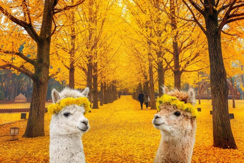 Seoul: Alpaca World & Nami Island optional Gangchon Railbike - Alpaca World: cute animals and real time to interact