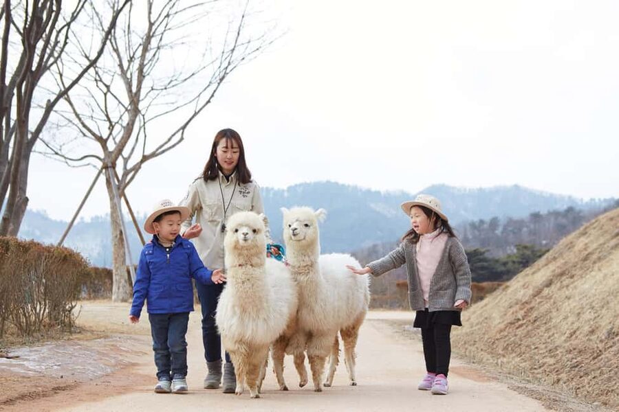 Seoul: Eobi Ice Valley, Alpaca World, Nami Island and More - Key points to know before you go