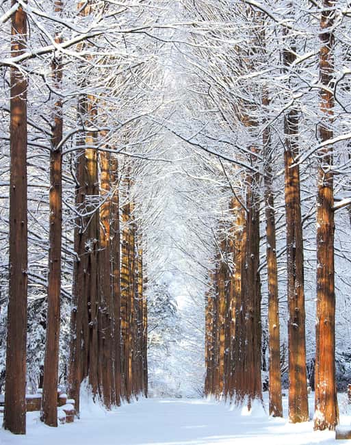 Seoul: Eobi Ice Valley, Alpaca World, Nami Island and More - Eobi Ice Valley: your first icicle stop is where the timing matters