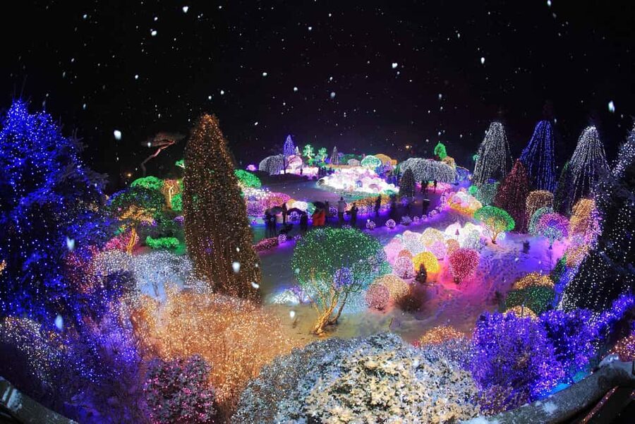 Seoul: Eobi Ice Valley, Alpaca World, Nami Island and More - Two add-ons that change the end of your day