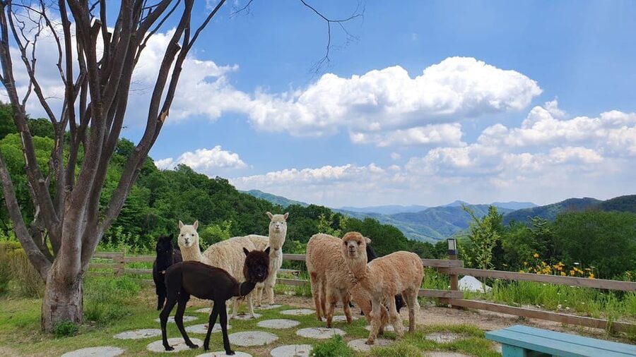 Seoul: Eobi+Nami+Hanbok(+RailBike or Strawberry Options)Tour - Should you book this winter Seoul day trip?