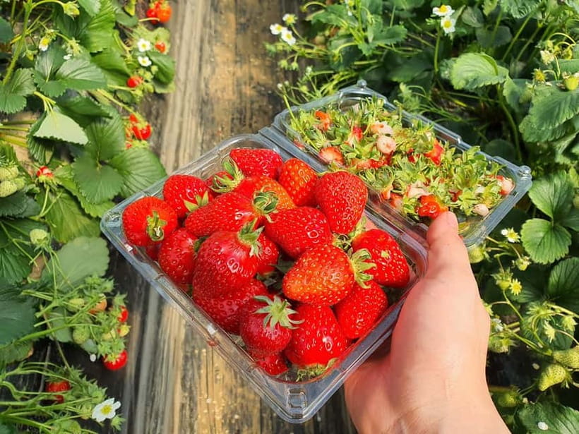 Seoul: Eobi Valley(Winter), Strawberry, Nami Island and Bike - Price and Value: Why $88 Can Make Sense for a 13-Hour Day
