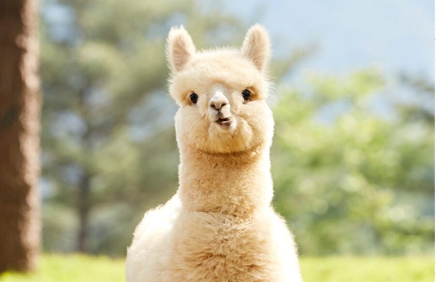 Seoul: Gangwon-do Day Trip with Alpaca World & Nami Island - Who this tour suits best, and who should adjust expectations