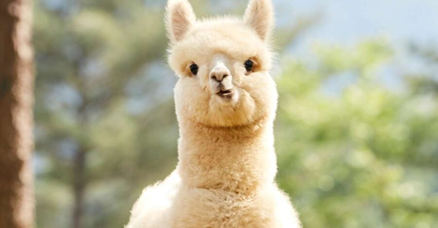 Seoul: Gangwon-do Day Trip with Alpaca World & Nami Island - The lunch break and ride segments: how to make a long day feel easier