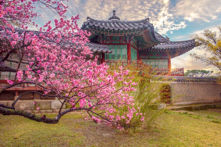 Seoul: Gyeongbok Palace and Bukchon Hanok Walking Tour - Gyeongbokgung Palace: Where the Royal Guard Moments Actually Make Sense