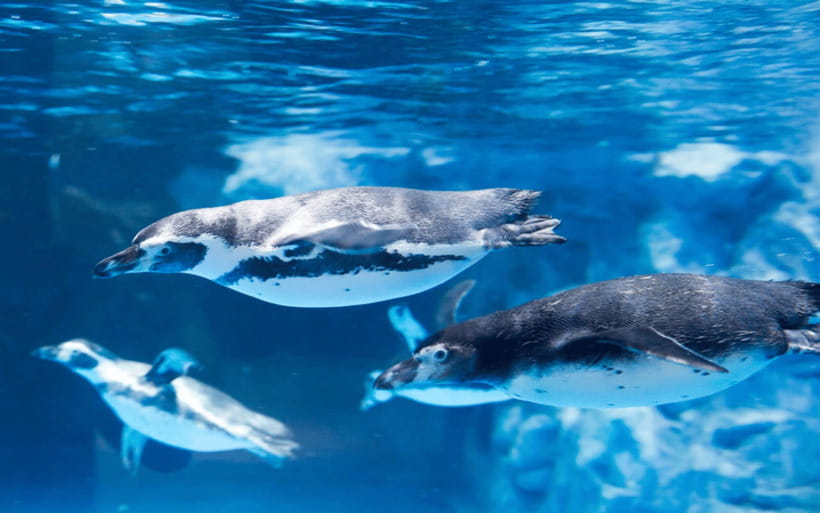 Seoul: Lotte World Aquarium Ticket - Key points before you go
