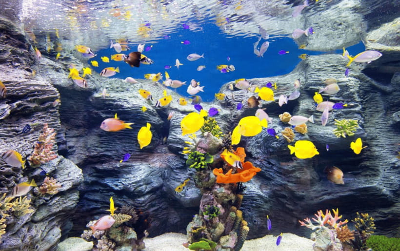 Seoul: Lotte World Aquarium Ticket - Price and what you actually get for $26