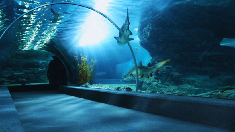 Seoul: Lotte World Aquarium Ticket - Ticket redemption you can’t skip: e-ticket rules