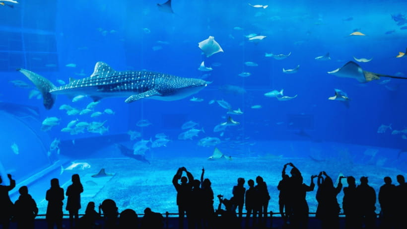 Seoul: Lotte World Aquarium Ticket - Where the aquarium is, and how you’ll meet up