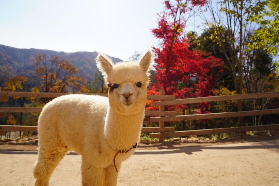 Seoul: Mt. Seorak & Nami Island & Eobi Ice Valley Day Tour - Eobi Ice Valley: frozen waterfalls, quick photos, and how to avoid disappointment