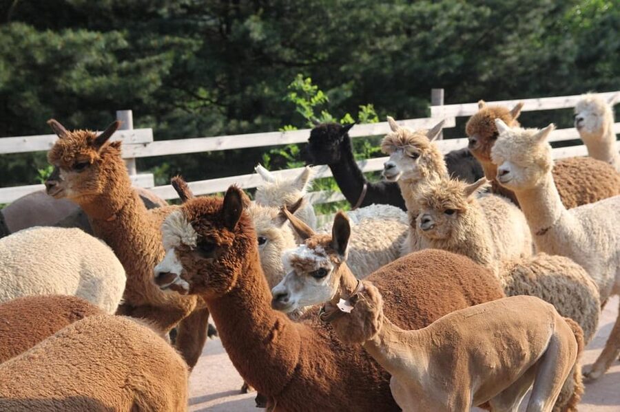 Seoul: Mt. Seorak & Nami Island & Eobi Ice Valley Day Tour - Timing, group pace, and what you’ll actually feel in a 12-hour day