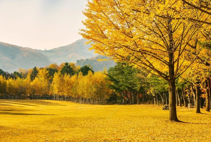 Seoul: Mt. Seorak & Nami Island & Eobi Ice Valley Day Tour - Who should book this tour, and who might want a different plan