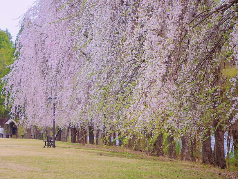 Seoul: Mt.Seorak, Nami Island, No Shopping(+RailBike Option) - Group tour value, with a quick reality check on service style