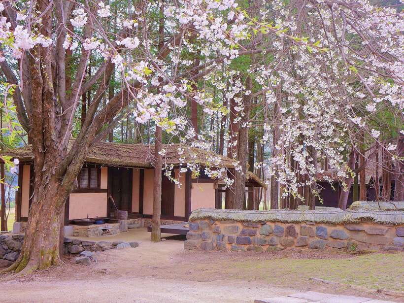 Seoul: Mt.Seorak, Nami Island, No Shopping(+RailBike Option) - Who this day trip fits best