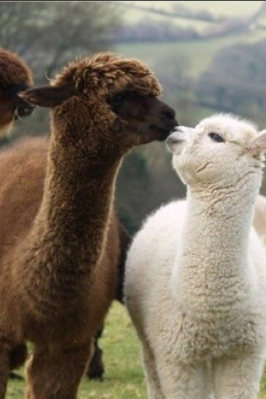 Seoul: Nami and K-Garden with Optional Alpaca Winter Tour - How the Seoul to Nami day trip is really laid out
