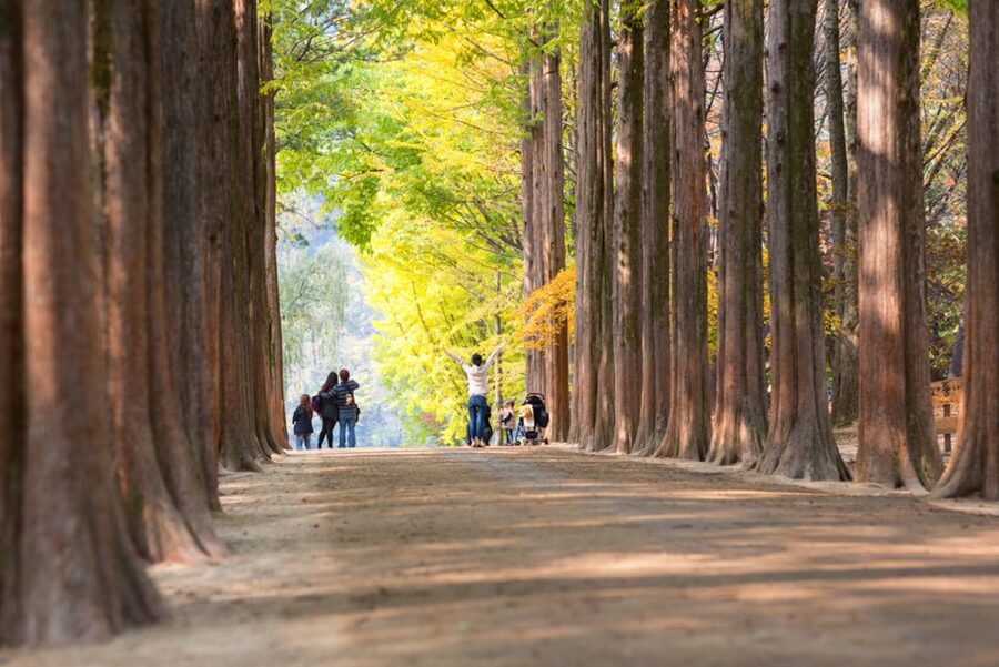 Seoul: Nami Island, Garden and Petite France (opt. Railbike) - Nami Island: the walk-first island shaped by Winter Sonata