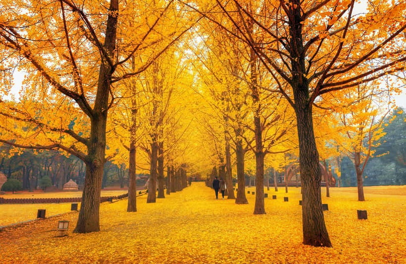 Seoul: Nami Island, Garden and Petite France (opt. Railbike) - Price and value: what you actually get for about $83