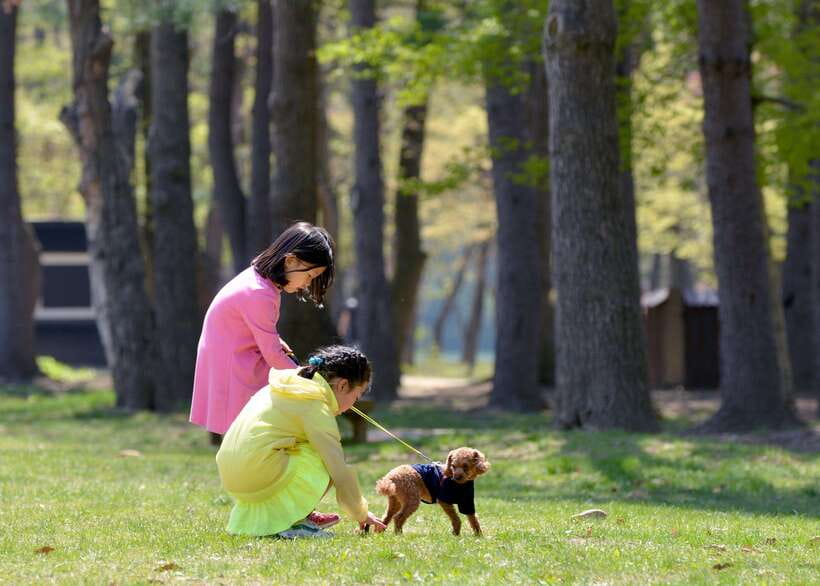Seoul: Nami Island & Petite France Tour with Railbike Option - Price and value at around $59 per person