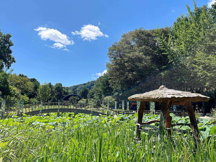 Seoul: Nami Island & Petite France Tour with Railbike Option - Pickup, coach comfort, and why the timing matters