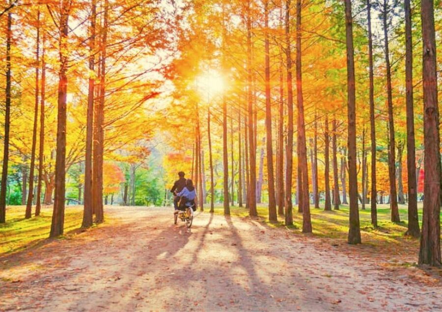 Seoul: Nami, Petite France, Italian Village, Railbike Option - Gangchon Rail Park and the railbike moment that steals the day
