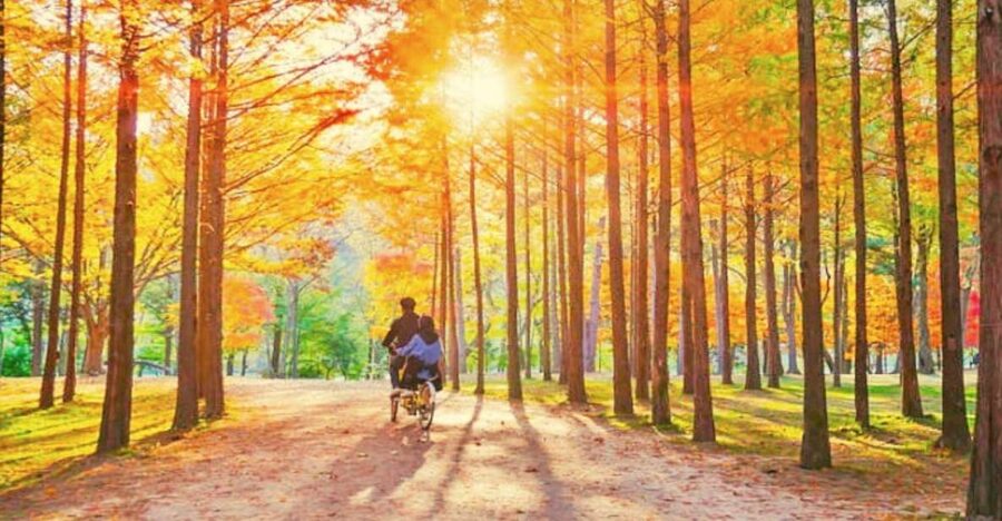 Seoul: Nami, Petite France, Italian Village, Railbike Option - Time control and why the itinerary feels brisk