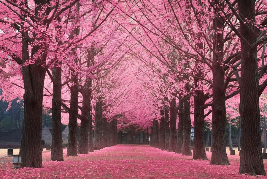 Seoul: Private Customizable Tour to Nami Island and More - Who this tour suits best