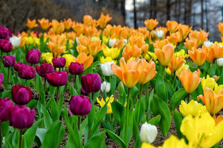 Seoul: Private Customizable Tour to Nami Island and More - A private Nami Island day from Seoul, without the big-tour friction