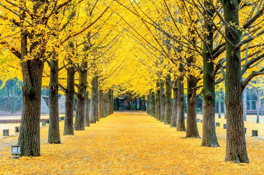 Seoul: Private Customizable Tour to Nami Island and More - The van and the guide support that make it feel easy