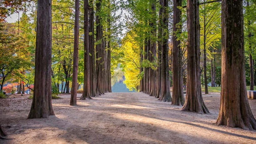Seoul: Private Tour to Nami Island, Garden, Petite France - A private Seoul day trip that packs three worlds into one drive