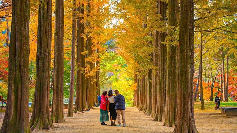 Seoul: Private Tour to Nami Island, Garden, Petite France - Petite France: Little Prince vibes, French-style buildings, and marionette shows