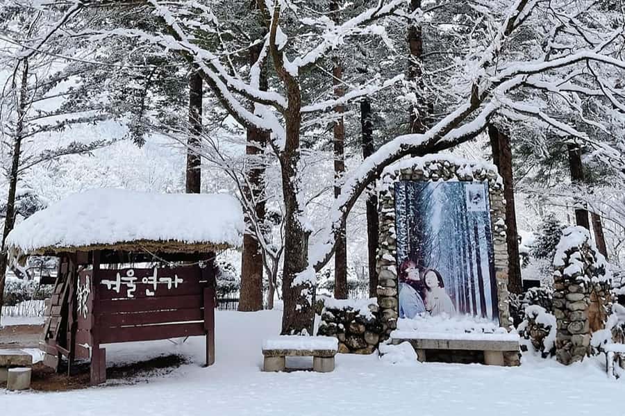Seoul: Seorak Mountain+Nami Island+Eobi Ice Valley Tour - Nami Island in winter: ferry arrival, film-famous charm, and photo time