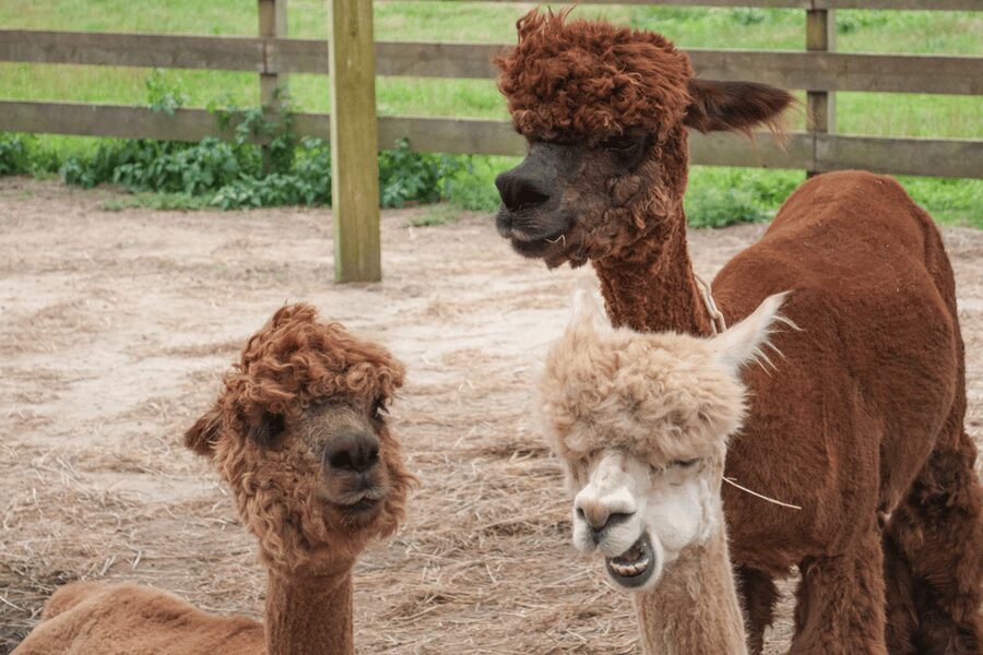 Seoul: SnowyLand in Vivaldi Park with Nami or Alpaca - Who Should Book This Snowy Land, Nami, and Alpaca Combo