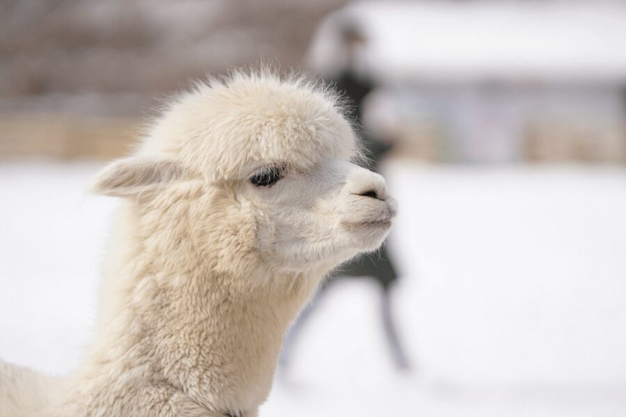 Seoul: SnowyLand in Vivaldi Park with Nami or Alpaca - Nami Island or Alpaca World: Pick the Winter Mood You Want