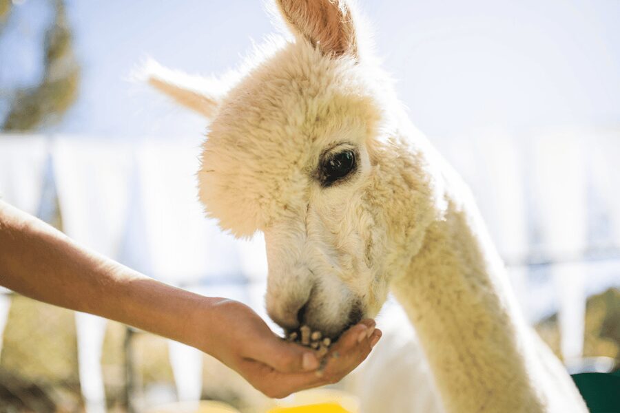 Seoul: SnowyLand in Vivaldi Park with Nami or Alpaca - Lunch at a Local Restaurant: Budget Reality in a $70 Day
