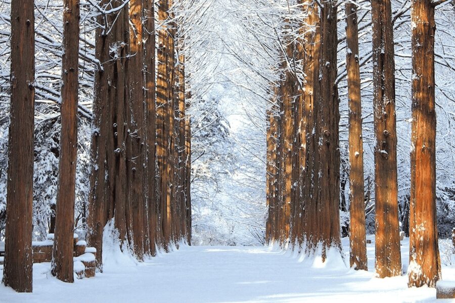 Seoul: SnowyLand in Vivaldi Park with Nami or Alpaca - Guides and Group Setup: Small Matters That Make the Day Feel Better