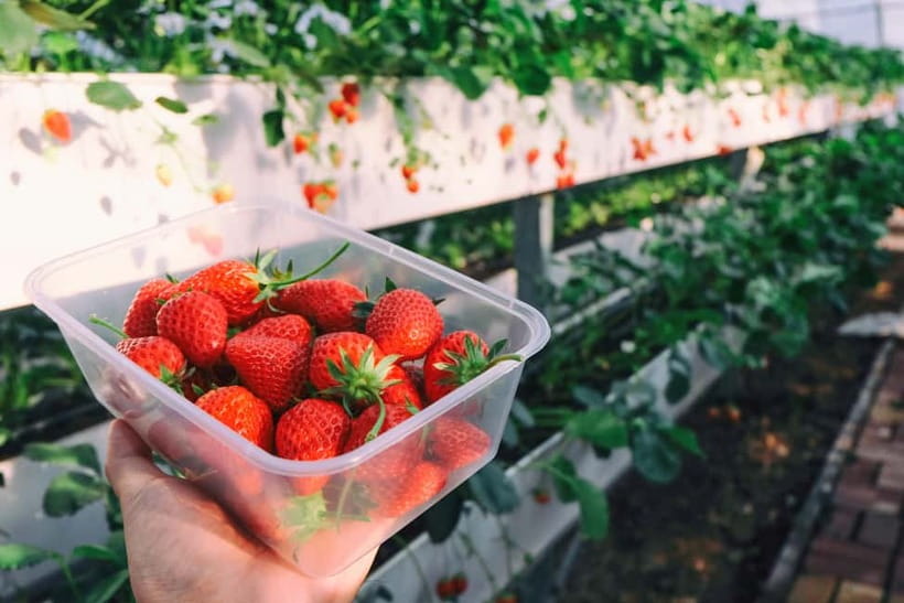Seoul: Strawberry Picking & Eobi Ice Valley & Nami Island - Pickup Points and Timing, Why This Day Feels Long