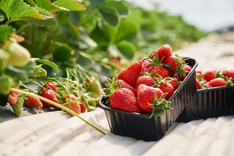 Seoul: Strawberry Picking & Eobi Ice Valley & Nami Island - Gangchon Rail Park and the Optional Railbike Ride Through Snowy Hills