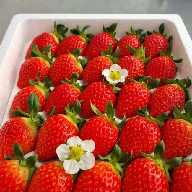 Seoul: Winter Day Tour in Pocheon (+Strawberry Picking) - Key highlights