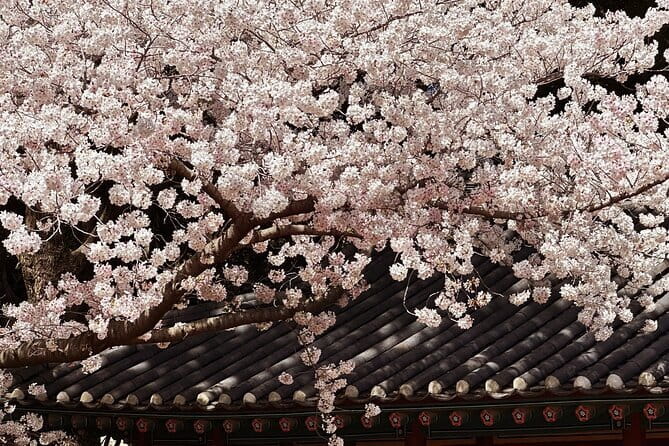 Small Group Tour East Jeju Cherry Blossom & Woman Diver Show - Key highlights worth marking on your map