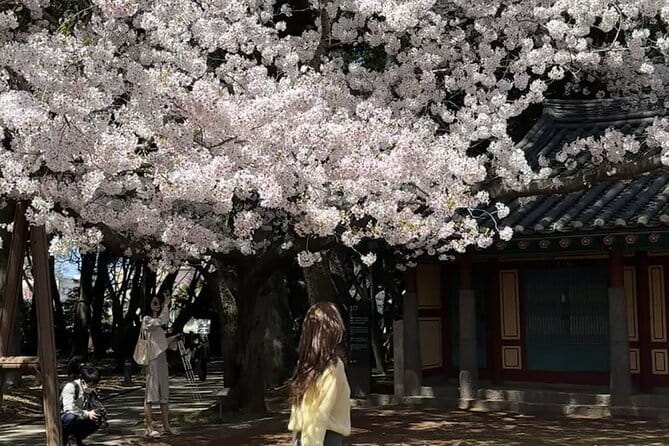 Small Group Tour East Jeju Cherry Blossom & Woman Diver Show - Cherry blossoms, canola, and UNESCO culture, in one East Jeju run